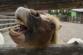 Pony shows teeth Royalty Free Stock Photo
