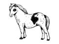 Pony small horse engraving vector