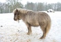 Pony in snow Royalty Free Stock Photo