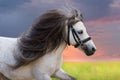 Pony stallion portrait in motion Royalty Free Stock Photo