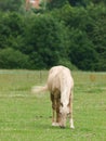 Pony On Summer Grazing Royalty Free Stock Photo