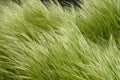 Pony tails grass Royalty Free Stock Photo