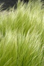 Pony tails grass Royalty Free Stock Photo