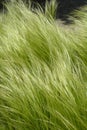 Pony tails grass Royalty Free Stock Photo