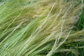 Pony tails grass Royalty Free Stock Photo