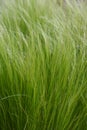 Pony tails grass Royalty Free Stock Photo