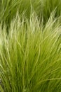 Pony tails grass Royalty Free Stock Photo