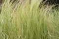 Pony tails grass Royalty Free Stock Photo