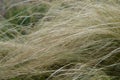 Pony tails grass Royalty Free Stock Photo