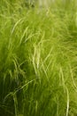 Pony tails grass Royalty Free Stock Photo