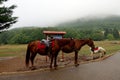 Pony and two horses in Tirana Royalty Free Stock Photo