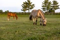 Pony wearing a grazing muzzle Royalty Free Stock Photo