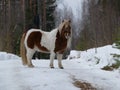 Pony in the winter forest