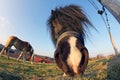 A pony in the worm's-eye view Royalty Free Stock Photo