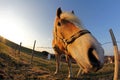 A pony in the worm's-eye view Royalty Free Stock Photo