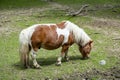 Pony at the zoo in Targu Mures