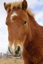 Ponys face Royalty Free Stock Photo