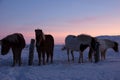 Ponys at Valley Haukadalur, Iceland