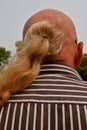 Ponytail on a bald adult man