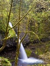 Ponytail Falls in Columbia River Gorge Royalty Free Stock Photo