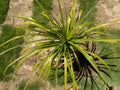 Ponytail palm Beaucrnea recurvata or Elephant foot plant or nolina palm potted in a beautiful decorative planter top view