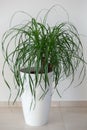 Ponytail palm houseplant