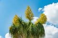 Ponytail palm a.k.a. elephant`s foot Beaucarnea recurvata with yellow flowers - Pembroke Pines, Florida, USA