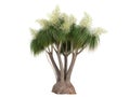 Ponytail Palm (Nolina or Beauca recurvata)