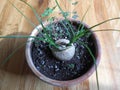 Ponytail Palm Sprouts and Shamrock Plant.