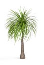 Ponytail palm tree isolated on a white background