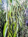 Ponytail palms are unique looking,long lived indoor plants.