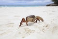 Poo kai crab on white sand beach of tachai island similan nation Royalty Free Stock Photo