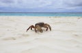 Poo kai crab on white sand beach of tachai island similan nation Royalty Free Stock Photo