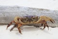 Poo kai crab on white sand beach of tachai island similan nation Royalty Free Stock Photo