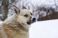 Pooch in the winter, the snow sits and grieves, friendship Royalty Free Stock Photo