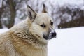 Pooch in the winter, the snow sits and grieves, friendship Royalty Free Stock Photo