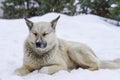 Pooch in the winter, the snow sits and grieves, friendship