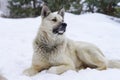 Pooch in the winter, the snow sits and grieves, friendship Royalty Free Stock Photo