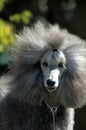 Poodle Royalty Free Stock Photo