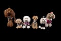 Poodle all sorts Royalty Free Stock Photo