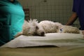 Poodle in anesthesia on operating table Royalty Free Stock Photo