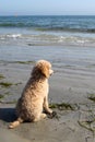 Poodle on a beach Royalty Free Stock Photo