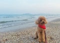 Poodle on the beach