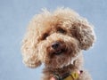poodle on a beige background. curly dog in photo studio