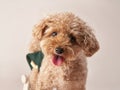 poodle on a beige background. curly dog in photo studio