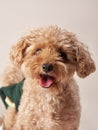 poodle on a beige background. curly dog in photo studio