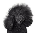 Poodle with blowing hair