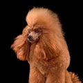 Poodle with blowing hair