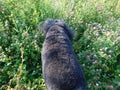 Standard black poodle on clover meadow, close-up