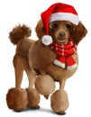 Poodle in Christmas clothes Royalty Free Stock Photo